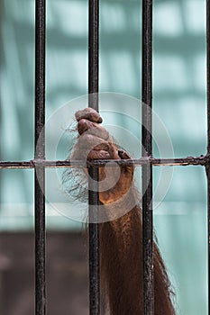 Close-up of orangutan`s hand climb up the cage