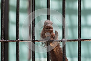 Close-up of orangutan`s hand climb up the cage