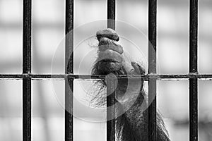 Close-up of orangutan`s hand climb up the cage