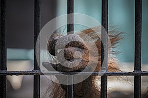 Close-up of orangutan`s hand climb up the cage