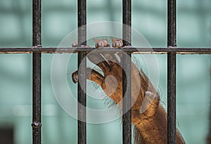 Close-up of orangutan`s hand climb up the cage