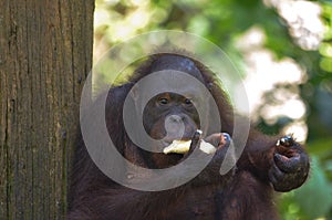 Close-up of Orangutang Eating