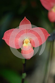 Close up of an orchid