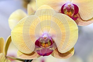 Close up orchid