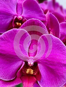 Close-Up Of Orchid Blooming