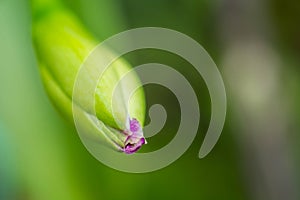 close up of Orchid buds