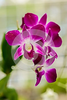 Close up Orchid flower