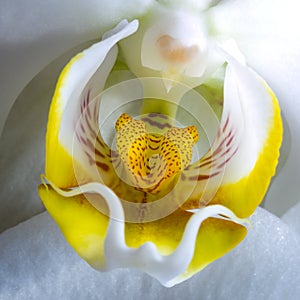 CLose-up of an Orchid Flower