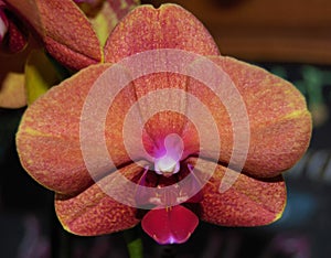 Close up of an orchid flower with multiple colors