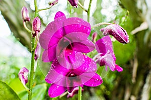 Close up of orchid flowers in famous Singapore Botanical Garden