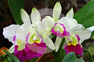 Close up orchid in garden, colorful flower