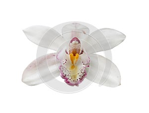 Close - up of orchid (Paphiopedilum Maudiae) isolated on white background - clipping paths