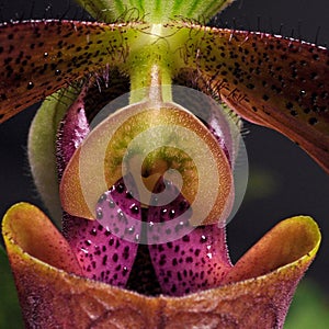 A close-up of an orchid Paphiopedilum in violet colors