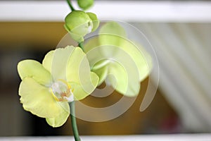 Close up orchid phalenopsis yellow green