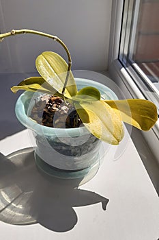 A close-up an orchid in a pot with dry yellow leaves on a home windowsill. The play of light and shadow