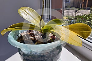 A close-up an orchid in a pot with dry yellow leaves on a home windowsill. The play of light and shadow