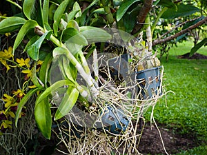 Close up of a orchid roots in a plastic pot.