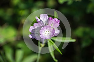 Close up of Oregon Checker Mallow (Sidalcea oregana) blooming in Shasta National Forest, Northern California; green and black