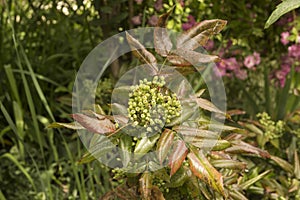 close up: Oregon grape bush with green berries