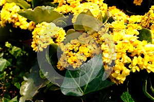 Close-up of Oregon Grape Holly (Mahonia aquifolium) in the garden