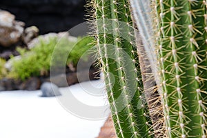 Close-up of Organ pipe cactus. Stenocereus thurberi