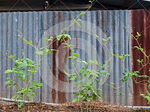 Close up of organic Asparagus bean plant, yardlong or Chinese long bean on house fence,isolated rustic galvanized sheet.