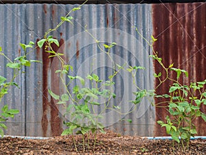 Close up of organic Asparagus bean plant, yardlong or Chinese long bean on house fence,isolated rustic galvanized sheet.