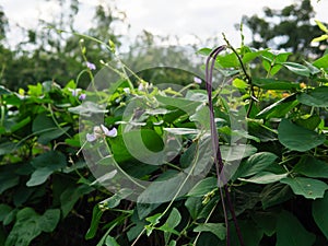 Close up of organic Asparagus bean pod plant, yardlong or Chinese long bean on house fence.