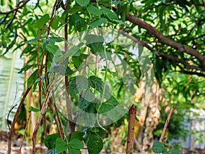 Close up of organic Asparagus bean pod plant, yardlong or Chinese long bean in nature background.