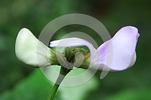 Close up of ORGANIC bean flower.