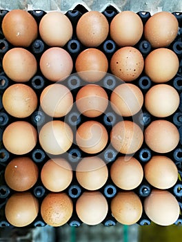 Close up Organic Eggs from chicken farm in the package for sale in wholesale market
