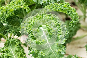 Close-up of an organic fresh Kale