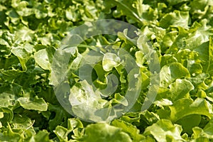 Close up of organic green Lettuce growing in farm for agriculture concept, Cultivation hydroponic vegetable in farm plant market.