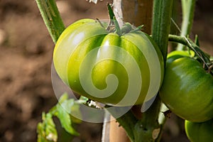 Close-up of organic green tomatoes in home garden, in Cantabria, Spain