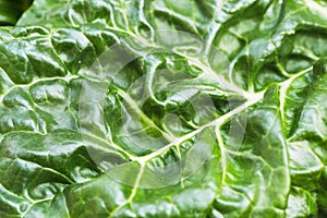 Close up of a organic and homegrown swiss chard leaf