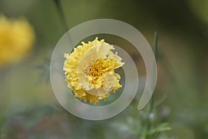 Close-up of organic hybrid thai marigold flower blooming in marigold field in summer with blur background of marigold garden