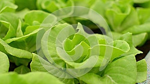 Close-up organic lettuce or butterhead growing on plot in greenhouse.