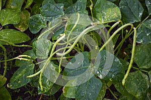 Close up organic Long bean texture background