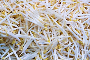 Close up Organic mung bean sprout for food, thai street food market