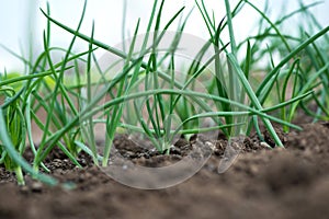 Close-up of organic onion plants growng in a greenhouse