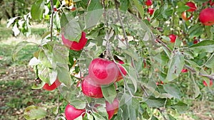 Close up of organic red apples hanging from a tree branch in an apple orchard