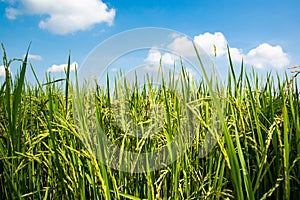 Close up organic rice fields with beautiful blue sky background in countryside landscape of Thailand.