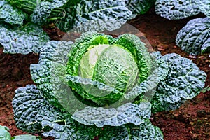 Close up of organic savoy cabbage in field