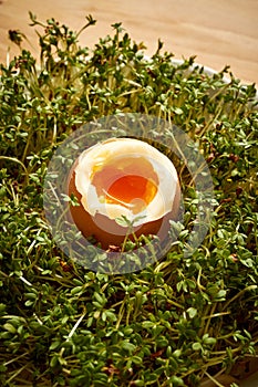 Close up on organic soft boiled egg on cress sprouts