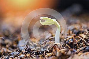 Close up Organic Sprouting beans on Cultivated soil - bean sprout seed growing out of ground agriculture