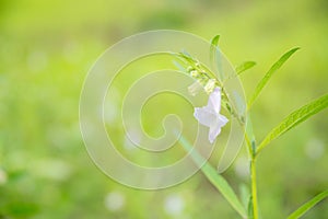 Close-up of organic white flower sesame with green leaf in field at summer. Herb vegetable plants growth in garden for healthy