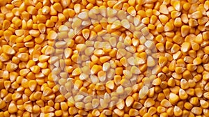 Close-up of organic yellow corn seed or maize. Generative AI