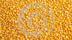 Close-up of organic yellow corn seed or maize. Generative AI