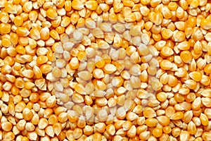 Close-up of organic yellow corn seed or maize Zea mays Full-Frame Background. photo