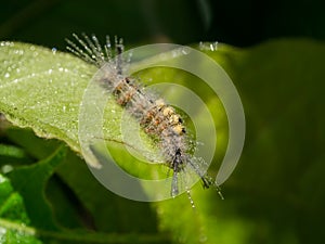 Close up of Orgyia postica on leaf